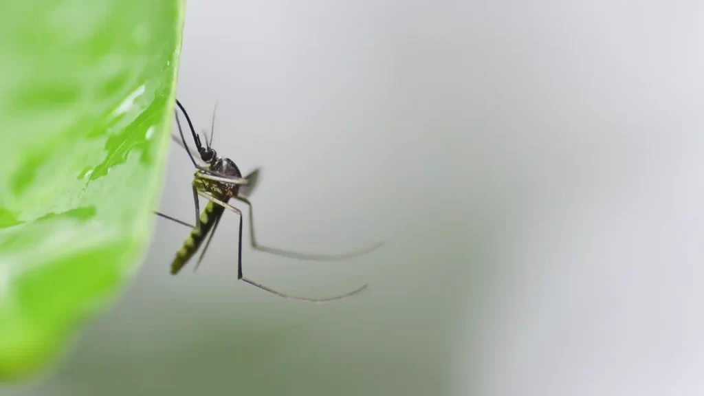 Close-up of a mosquito resting on shaded green leaves in a backyard during daytime in Northwest Arkansas