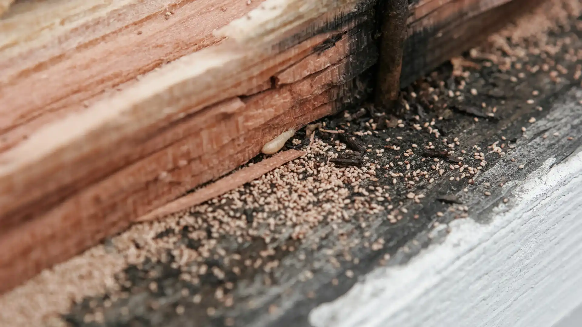 Close-up of termite or carpenter ant damage on wooden structure in Northwest Arkansas home